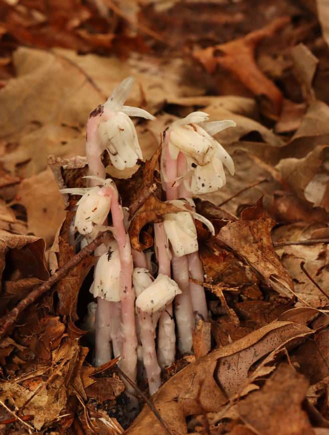 Ghost Pipe - Monotropa uniflora Habitat: Rural, forested yard Fall,Geotagged,Ghost Pipe,Indian Pipe,Monotropa uniflora,United States,monotropa