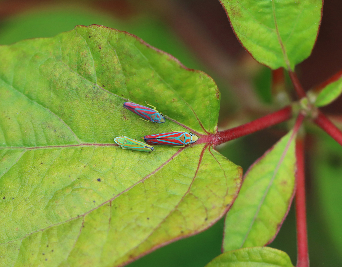 Candy-striped Leafhopper - Graphocephala coccinea 1 Graphocephala versuta and 2 Graphocephala coccinea. <br />
<br />
Habitat: Rural yard Candy-striped Leafhopper,Fall,Geotagged,Graphocephala,Graphocephala coccinea,United States,leafhopper