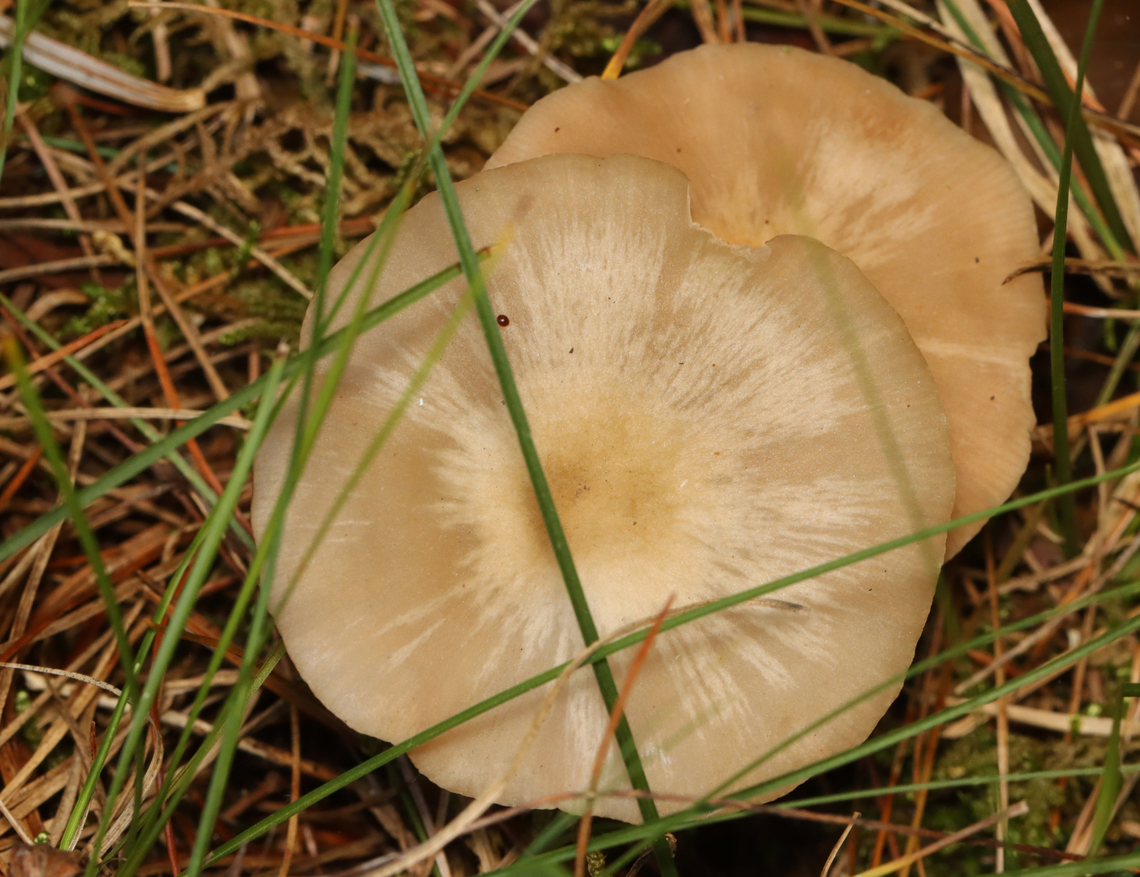 Straight-stalked Entoloma - Entoloma strictius The beetles are in the subfamily Aleocharinae, maybe Phanerota sp.<br />
<br />
Habitat: Growing under pine; Rural yard<br />
<figure class="photo"><a href="https://www.jungledragon.com/image/158140/straight-stalked_entoloma_-_entoloma_strictius.html" title="Straight-stalked Entoloma - Entoloma strictius"><img src="https://s3.amazonaws.com/media.jungledragon.com/images/3232/158140_thumb.jpg?AWSAccessKeyId=05GMT0V3GWVNE7GGM1R2&Expires=1767225610&Signature=wdhWFqvoeO0Sy9RaPfiKqGp1DuM%3D" width="200" height="142" alt="Straight-stalked Entoloma - Entoloma strictius The beetles are in the subfamily Aleocharinae, maybe Phanerota sp.<br />
<br />
Habitat: Growing under pine; Rural yard<br />
https://www.jungledragon.com/image/158139/straight-stalked_entoloma_-_entoloma_strictius.html Entoloma strictius,Fall,Geotagged,Staphylinidae,Straight-stalked Entoloma,United States,entoloma,fungus,mushroom,rove beetles" /></a></figure> Entoloma strictius,Fall,Geotagged,Straight-stalked Entoloma,United States