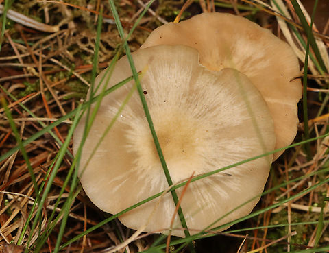 Straight-stalked Entoloma - Entoloma strictius The beetles are in the subfamily Aleocharinae, maybe Phanerota sp.

Habitat: Growing under pine; Rural yard
https://www.jungledragon.com/image/158140/straight-stalked_entoloma_-_entoloma_strictius.html Entoloma strictius,Fall,Geotagged,Straight-stalked Entoloma,United States