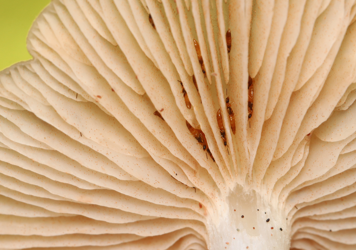 Straight-stalked Entoloma - Entoloma strictius The beetles are in the subfamily Aleocharinae, maybe Phanerota sp.<br />
<br />
Habitat: Growing under pine; Rural yard<br />
<figure class="photo"><a href="https://www.jungledragon.com/image/158139/straight-stalked_entoloma_-_entoloma_strictius.html" title="Straight-stalked Entoloma - Entoloma strictius"><img src="https://s3.amazonaws.com/media.jungledragon.com/images/3232/158139_thumb.jpg?AWSAccessKeyId=05GMT0V3GWVNE7GGM1R2&Expires=1767225610&Signature=QWsWSVg5CBNSjUeiREEAgMfW1i8%3D" width="200" height="154" alt="Straight-stalked Entoloma - Entoloma strictius The beetles are in the subfamily Aleocharinae, maybe Phanerota sp.<br />
<br />
Habitat: Growing under pine; Rural yard<br />
https://www.jungledragon.com/image/158140/straight-stalked_entoloma_-_entoloma_strictius.html Entoloma strictius,Fall,Geotagged,Straight-stalked Entoloma,United States" /></a></figure> Entoloma strictius,Fall,Geotagged,Staphylinidae,Straight-stalked Entoloma,United States,entoloma,fungus,mushroom,rove beetles