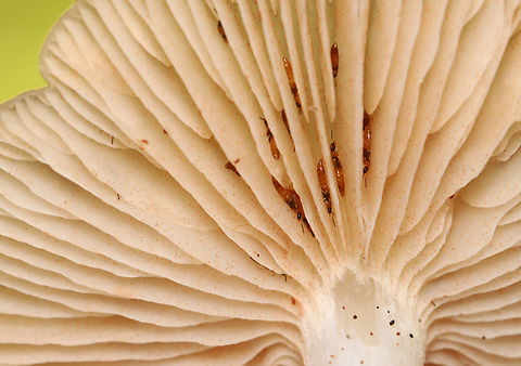 Straight-stalked Entoloma - Entoloma strictius The beetles are in the subfamily Aleocharinae, maybe Phanerota sp.

Habitat: Growing under pine; Rural yard
https://www.jungledragon.com/image/158139/straight-stalked_entoloma_-_entoloma_strictius.html Entoloma strictius,Fall,Geotagged,Staphylinidae,Straight-stalked Entoloma,United States,entoloma,fungus,mushroom,rove beetles