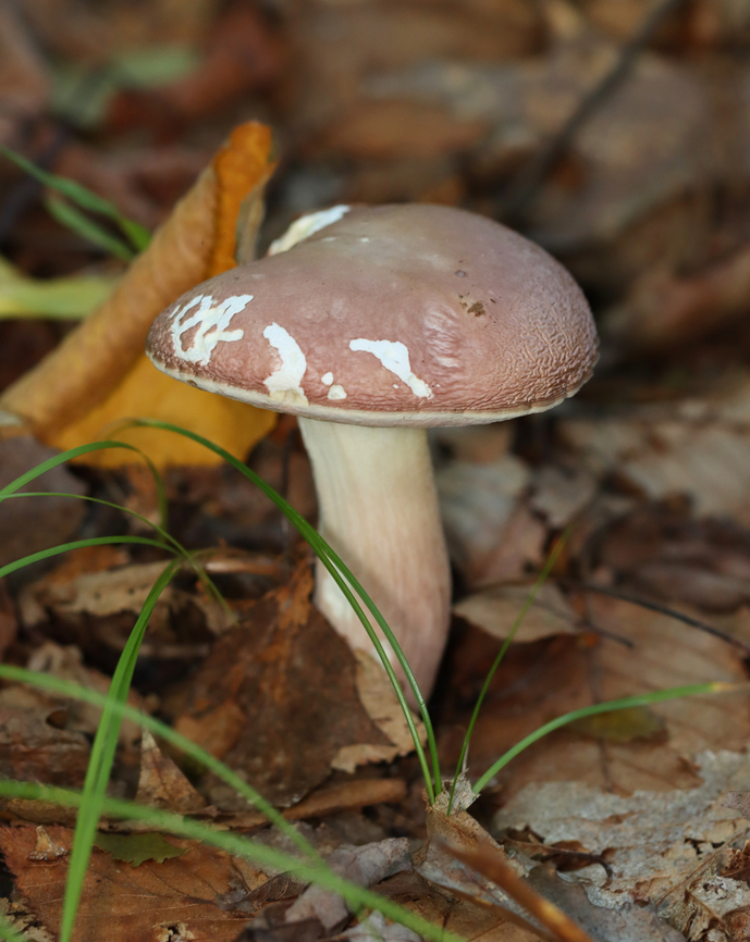 Bolete Mushroom - Family Boletaceae It looks similar to Harrya chromapes, except that it doesn&#039;t have a yellow base.<br />
<br />
Habitat: Growing on the ground in a deciduous forest<br />
<figure class="photo"><a href="https://www.jungledragon.com/image/158142/bolete_mushroom_-_family_boletaceae.html" title="Bolete Mushroom - Family Boletaceae"><img src="https://s3.amazonaws.com/media.jungledragon.com/images/3232/158142_thumb.jpg?AWSAccessKeyId=05GMT0V3GWVNE7GGM1R2&Expires=1767225610&Signature=naRvXzzRSehmaL0gmM7Ob0WF2io%3D" width="200" height="150" alt="Bolete Mushroom - Family Boletaceae It looks similar to Harrya chromapes, except that it doesn&#039;t have a yellow base.<br />
<br />
Habitat: Growing on the ground in a deciduous forest<br />
https://www.jungledragon.com/image/158141/bolete_mushroom_-_family_boletaceae.html Fall,Geotagged,United States" /></a></figure> Fall,Geotagged,United States,boletaceae,bolete,fungus,mushroom