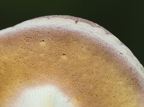 Bolete Mushroom - Family Boletaceae It looks similar to Harrya chromapes, except that it doesn't have a yellow base.

Habitat: Growing on the ground in a deciduous forest
https://www.jungledragon.com/image/158141/bolete_mushroom_-_family_boletaceae.html Fall,Geotagged,United States