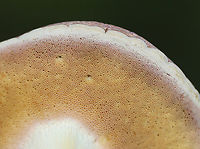 Bolete Mushroom - Family Boletaceae It looks similar to Harrya chromapes, except that it doesn't have a yellow base.<br />
<br />
Habitat: Growing on the ground in a deciduous forest<br />
https://www.jungledragon.com/image/158141/bolete_mushroom_-_family_boletaceae.html Fall,Geotagged,United States