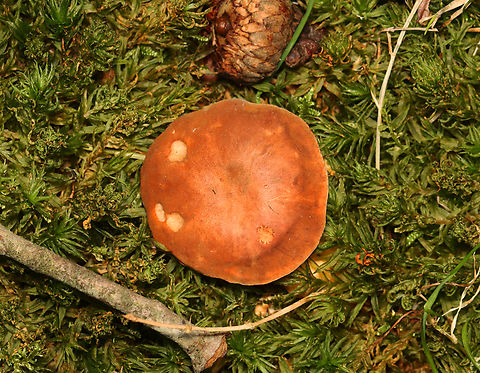 Chestnut Bolete - Gyroporus castaneus Habitat: Growing among moss at the edge of a wooded yard. Pine, oak, and maple were dominant. Chestnut bolete,Fall,Geotagged,Gyroporus castaneus,United States,bolete,fungus,gyroporus,mushroom