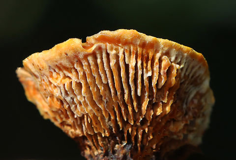 Conifer Mazegill - Gloeophyllum sepiarium Habitat: Rotting conifer; rural yard Conifer Mazegill,Fall,Geotagged,Gloeophyllum,Gloeophyllum sepiarium,United States,fungus