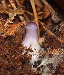 Spotted Cort - Cortinarius iodes Just a little baby. :)<br />
<br />
Habitat: Forested yard<br />
https://www.jungledragon.com/image/158275/spotted_cort_-_cortinarius_iodes.html Cortinarius iodes,Fall,Geotagged,Spotted cort,United States,cort,cortinarius,fugus,mushroom