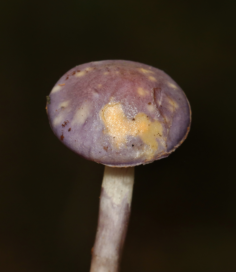 Spotted Cort - Cortinarius iodes Habitat: Forested yard<br />
<figure class="photo"><a href="https://www.jungledragon.com/image/158274/spotted_cort_-_cortinarius_iodes.html" title="Spotted Cort - Cortinarius iodes"><img src="https://s3.amazonaws.com/media.jungledragon.com/images/3232/158274_thumb.jpg?AWSAccessKeyId=05GMT0V3GWVNE7GGM1R2&Expires=1759968010&Signature=l2LpCzgNWPviZyY67YpajkKn5ho%3D" width="132" height="152" alt="Spotted Cort - Cortinarius iodes Just a little baby. :)<br />
<br />
Habitat: Forested yard<br />
https://www.jungledragon.com/image/158275/spotted_cort_-_cortinarius_iodes.html Cortinarius iodes,Fall,Geotagged,Spotted cort,United States,cort,cortinarius,fugus,mushroom" /></a></figure> Cortinarius iodes,Fall,Geotagged,Spotted cort,United States