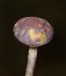 Spotted Cort - Cortinarius iodes Habitat: Forested yard<br />
https://www.jungledragon.com/image/158274/spotted_cort_-_cortinarius_iodes.html Cortinarius iodes,Fall,Geotagged,Spotted cort,United States