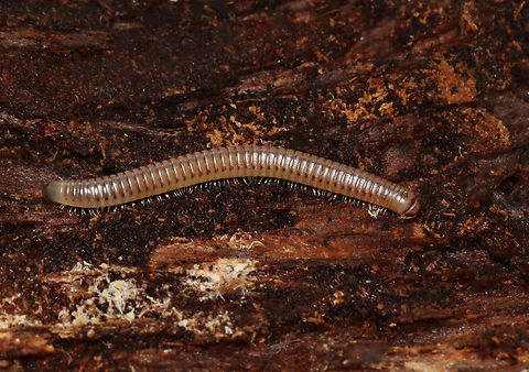 Millipede - Superorder Juliformia Habitat: Under rotting wood; forested yard Chilognatha,Diplopoda,Fall,Geotagged,Juliformia,United States,millipede