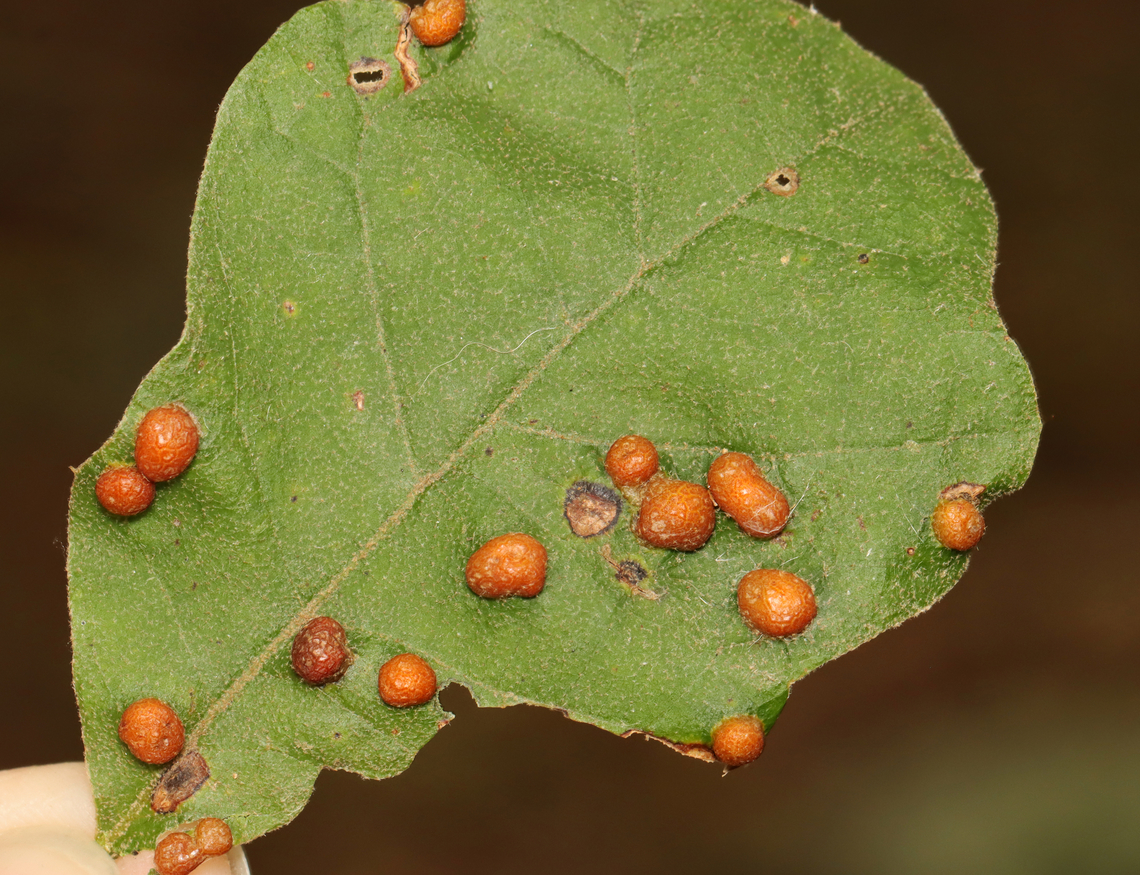 Midge Galls - Polystepha pilulae Host: Quercus Fall,Geotagged,Polystepha,Polystepha pilulae,United States,galls,midge galls