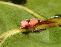 Wasp Galls on Oak - Callirhytis piperoides Host: Quercus sp.<br />
https://www.jungledragon.com/image/158393/wasp_galls_on_oak_-_callirhytis_sp.html Callirhytis piperoides,Fall,Geotagged,United States