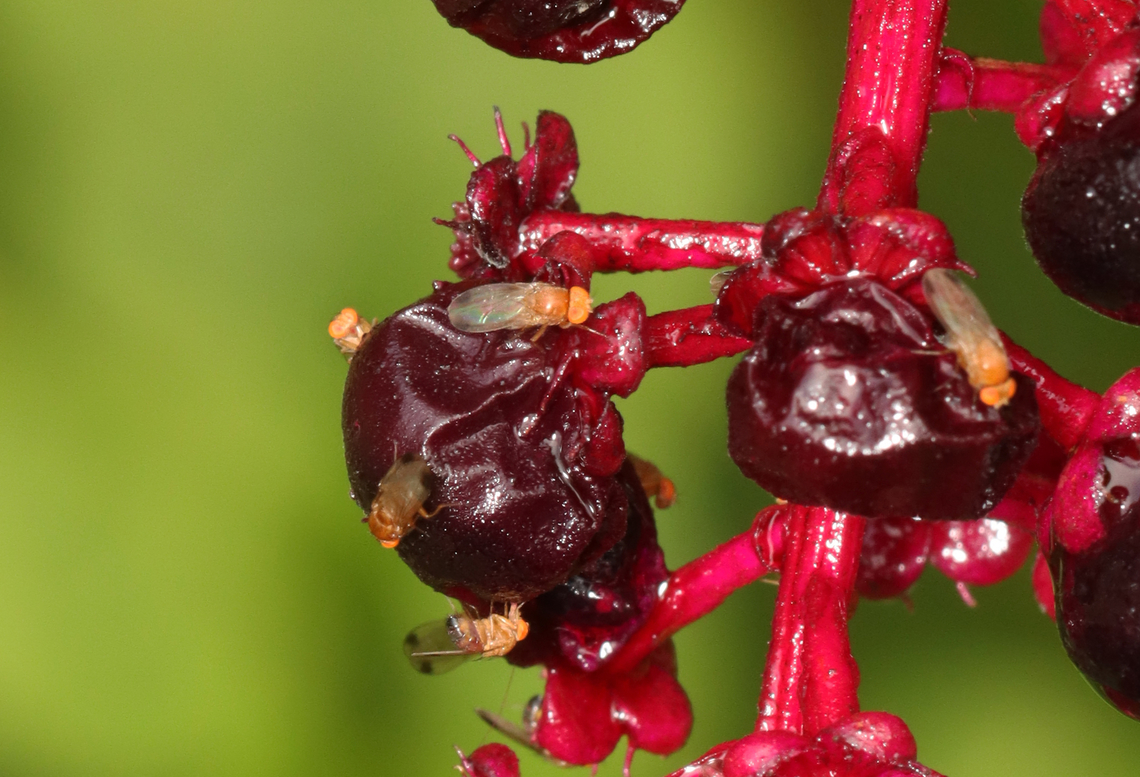 Spotted Wing Drosophila - Drosophila suzukii Habitat: Rotting  Phytolacca americana berries; backyard Drosophila,Drosophila suzukii,Fall,Geotagged,Phytolacca americana,SWD,United States,drosophilidae,fly,pokeweed,spotted wing drosophila