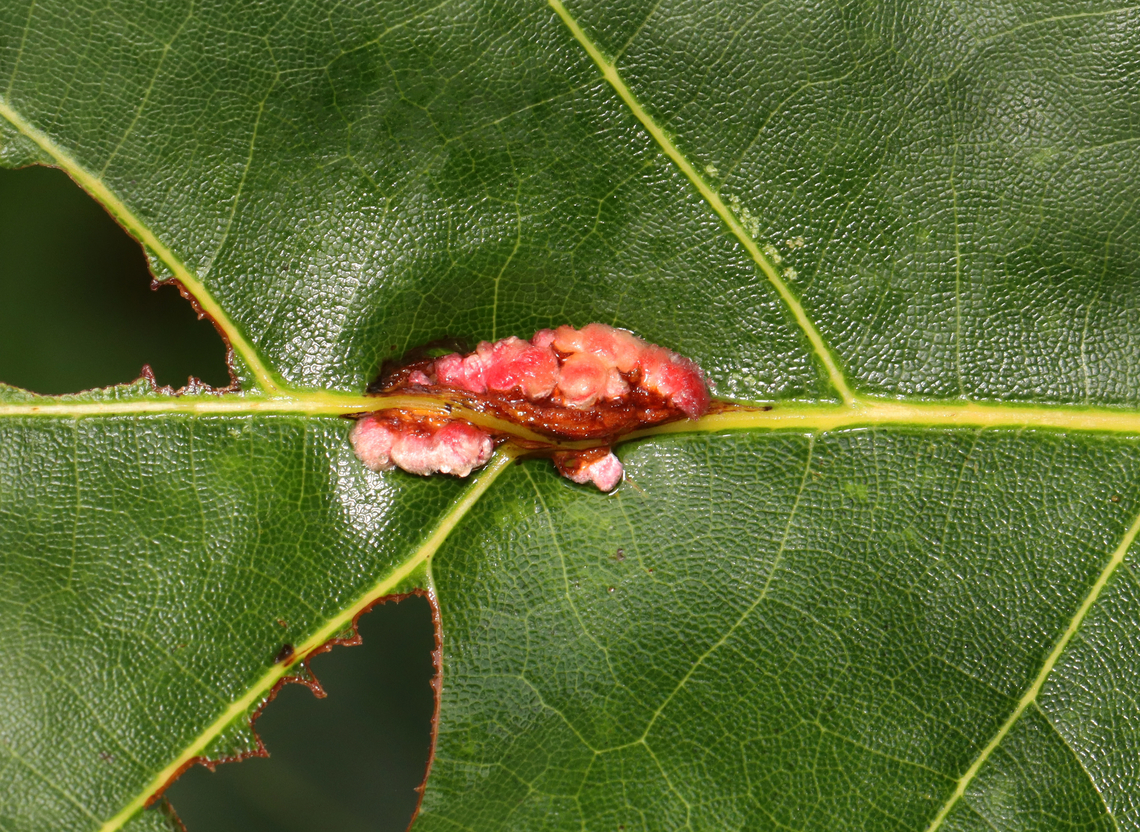 Wasp Galls on Oak - Callirhytis piperoides Host: Quercus sp.<br />
<figure class="photo"><a href="https://www.jungledragon.com/image/158391/wasp_galls_on_oak_-_callirhytis_piperoides.html" title="Wasp Galls on Oak - Callirhytis piperoides"><img src="https://s3.amazonaws.com/media.jungledragon.com/images/3232/158391_thumb.jpg?AWSAccessKeyId=05GMT0V3GWVNE7GGM1R2&Expires=1767225610&Signature=kVlN%2F7gui6%2BUeAcVRziHeqxhkpg%3D" width="200" height="156" alt="Wasp Galls on Oak - Callirhytis piperoides Host: Quercus sp.<br />
https://www.jungledragon.com/image/158393/wasp_galls_on_oak_-_callirhytis_sp.html Callirhytis piperoides,Fall,Geotagged,United States" /></a></figure> Callirhytis,Callirhytis piperoides,Cynipidae,Fall,Geotagged,United States,galls,oak,quercus