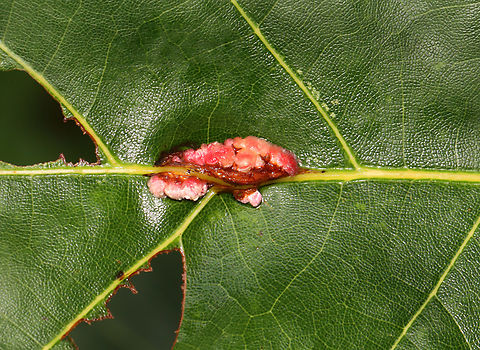 Wasp Galls on Oak - Callirhytis piperoides Host: Quercus sp.
https://www.jungledragon.com/image/158391/wasp_galls_on_oak_-_callirhytis_sp.html Callirhytis,Callirhytis piperoides,Cynipidae,Fall,Geotagged,United States,galls,oak,quercus