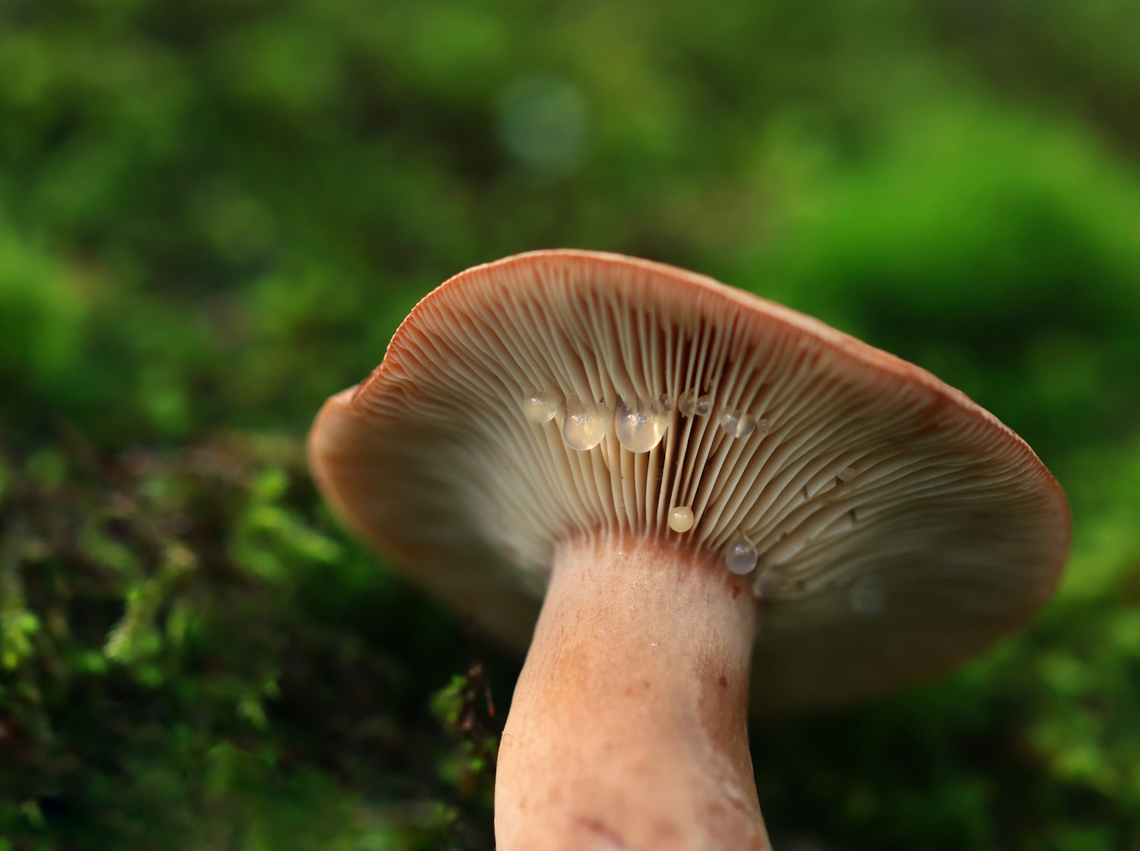 Fenugreek Milkcap - Lactarius helvus Habitat: Growing on the ground under hardwood in a forested yard<br />
<figure class="photo"><a href="https://www.jungledragon.com/image/158395/fenugreek_milkcap_-_lactarius_helvus.html" title="Fenugreek Milkcap - Lactarius helvus"><img src="https://s3.amazonaws.com/media.jungledragon.com/images/3232/158395_thumb.jpg?AWSAccessKeyId=05GMT0V3GWVNE7GGM1R2&Expires=1770854410&Signature=30Mqn1w1FDCKKJRn2bVZ%2FWSU9C4%3D" width="200" height="144" alt="Fenugreek Milkcap - Lactarius helvus Habitat: Growing on the ground under hardwood in a forested yard<br />
https://www.jungledragon.com/image/158394/fenugreek_milkcap_-_lactarius_helvus.html Fall,Fenugreek milkcap,Geotagged,Lactarius helvus,United States" /></a></figure> Fall,Fenugreek milkcap,Geotagged,Lactarius helvus,United States,fungus,lactarius,milkcap,mushroom