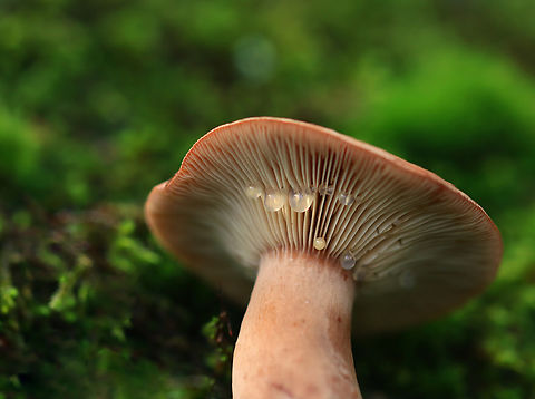 Fenugreek Milkcap - Lactarius helvus Habitat: Growing on the ground under hardwood in a forested yard
https://www.jungledragon.com/image/158395/fenugreek_milkcap_-_lactarius_helvus.html Fall,Fenugreek milkcap,Geotagged,Lactarius helvus,United States,fungus,lactarius,milkcap,mushroom