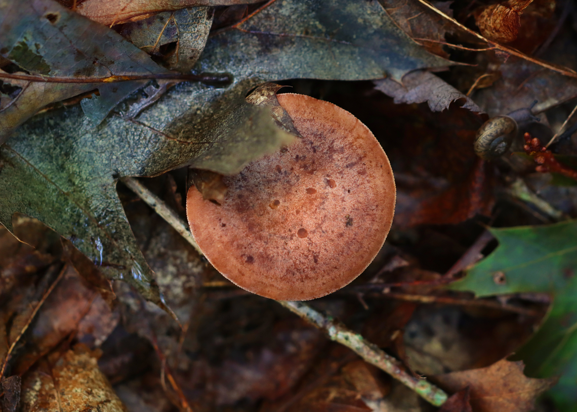 Fenugreek Milkcap - Lactarius helvus Habitat: Growing on the ground under hardwood in a forested yard<br />
<figure class="photo"><a href="https://www.jungledragon.com/image/158394/fenugreek_milkcap_-_lactarius_helvus.html" title="Fenugreek Milkcap - Lactarius helvus"><img src="https://s3.amazonaws.com/media.jungledragon.com/images/3232/158394_thumb.jpg?AWSAccessKeyId=05GMT0V3GWVNE7GGM1R2&Expires=1759968010&Signature=yha%2B7jefwOXHdaLQc05fF3oVJ9I%3D" width="200" height="150" alt="Fenugreek Milkcap - Lactarius helvus Habitat: Growing on the ground under hardwood in a forested yard<br />
https://www.jungledragon.com/image/158395/fenugreek_milkcap_-_lactarius_helvus.html Fall,Fenugreek milkcap,Geotagged,Lactarius helvus,United States,fungus,lactarius,milkcap,mushroom" /></a></figure> Fall,Fenugreek milkcap,Geotagged,Lactarius helvus,United States