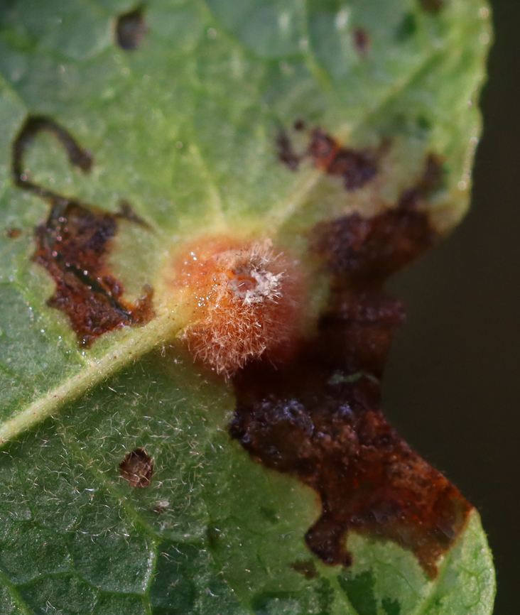 Witch Hazel Cone Gall - Hormaphis hamamelidis Host: Hamamelis<br />
<figure class="photo"><a href="https://www.jungledragon.com/image/158397/witch_hazel_cone_gall_-_hormaphis_hamamelidis.html" title="Witch Hazel Cone Gall - Hormaphis hamamelidis"><img src="https://s3.amazonaws.com/media.jungledragon.com/images/3232/158397_thumb.jpg?AWSAccessKeyId=05GMT0V3GWVNE7GGM1R2&Expires=1767225610&Signature=FZvN5oXRCnqYT3zEvnRURQ%2F28Vk%3D" width="200" height="146" alt="Witch Hazel Cone Gall - Hormaphis hamamelidis Host: Hamamelis<br />
https://www.jungledragon.com/image/158396/witch_hazel_cone_gall_-_hormaphis_hamamelidis.html Fall,Geotagged,Hamamelis,Hormaphis,Hormaphis hamamelidis,United States,Witch-hazel cone gall aphid,aphid gall,gall" /></a></figure> Fall,Geotagged,Hormaphis hamamelidis,United States,Witch-hazel cone gall aphid