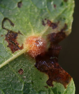 Witch Hazel Cone Gall - Hormaphis hamamelidis Host: Hamamelis
https://www.jungledragon.com/image/158397/witch_hazel_cone_gall_-_hormaphis_hamamelidis.html Fall,Geotagged,Hormaphis hamamelidis,United States,Witch-hazel cone gall aphid