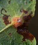 Witch Hazel Cone Gall - Hormaphis hamamelidis Host: Hamamelis<br />
https://www.jungledragon.com/image/158397/witch_hazel_cone_gall_-_hormaphis_hamamelidis.html Fall,Geotagged,Hormaphis hamamelidis,United States,Witch-hazel cone gall aphid