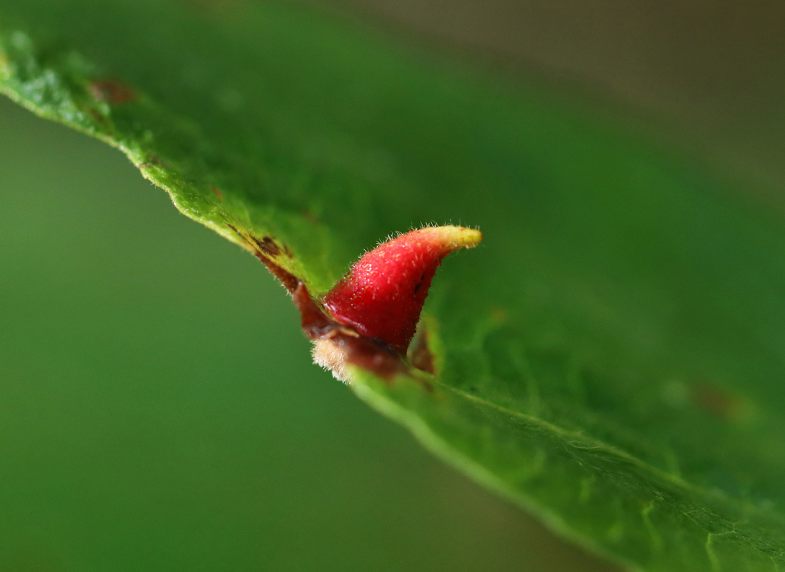 Witch Hazel Cone Gall - Hormaphis hamamelidis Host: Hamamelis<br />
<figure class="photo"><a href="https://www.jungledragon.com/image/158396/witch_hazel_cone_gall_-_hormaphis_hamamelidis.html" title="Witch Hazel Cone Gall - Hormaphis hamamelidis"><img src="https://s3.amazonaws.com/media.jungledragon.com/images/3232/158396_thumb.jpg?AWSAccessKeyId=05GMT0V3GWVNE7GGM1R2&Expires=1763596810&Signature=vlB0N2YJmEcnV9ZHg8nxawCRRhE%3D" width="130" height="152" alt="Witch Hazel Cone Gall - Hormaphis hamamelidis Host: Hamamelis<br />
https://www.jungledragon.com/image/158397/witch_hazel_cone_gall_-_hormaphis_hamamelidis.html Fall,Geotagged,Hormaphis hamamelidis,United States,Witch-hazel cone gall aphid" /></a></figure> Fall,Geotagged,Hamamelis,Hormaphis,Hormaphis hamamelidis,United States,Witch-hazel cone gall aphid,aphid gall,gall