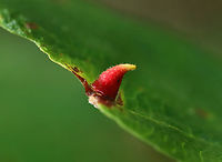 Witch Hazel Cone Gall - Hormaphis hamamelidis Host: Hamamelis<br />
https://www.jungledragon.com/image/158396/witch_hazel_cone_gall_-_hormaphis_hamamelidis.html Fall,Geotagged,Hamamelis,Hormaphis,Hormaphis hamamelidis,United States,Witch-hazel cone gall aphid,aphid gall,gall