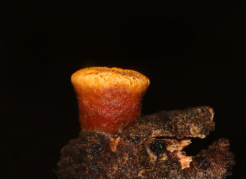 Bird's Nest Fungus - Crucibulum laeve Habitat: Rotting wood Common Bird's Nest Fungus,Crucibulum,Crucibulum laeve,Fall,Geotagged,United States,bird's nest fungus,fungus