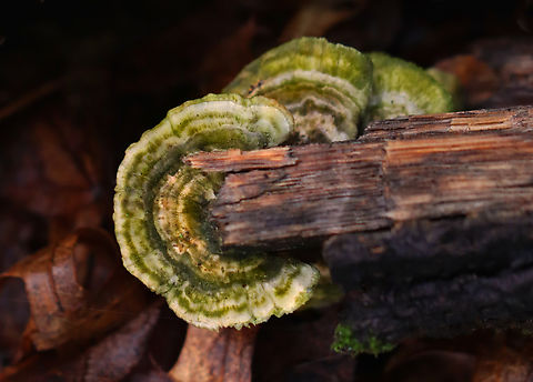 Turkey Tail - Trametes versicolor Habitat: Rotting wood Fall,Geotagged,Trametes versicolor,Turkey Tail,United States,fungus,mushroom,polypore,trametes