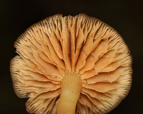 Mushroom - Entoloma sp. *Not sure about the ID yet.

Habitat: Growing under oak in a wooded yard. Entolomataceae,Fall,Geotagged,United States,entoloma,fungus,mushroom