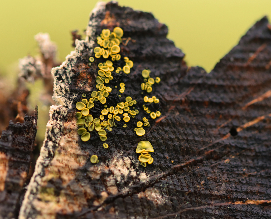 Cup fungus - Chlorosplenium chlora Habitat: Growing on the cut end of a rotting log. Chlorosplenium,Chlorosplenium chlora,Fall,Geotagged,United States,cup fungus,fungus