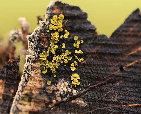 Cup fungus - Chlorosplenium chlora Habitat: Growing on the cut end of a rotting log. Chlorosplenium,Chlorosplenium chlora,Fall,Geotagged,United States,cup fungus,fungus