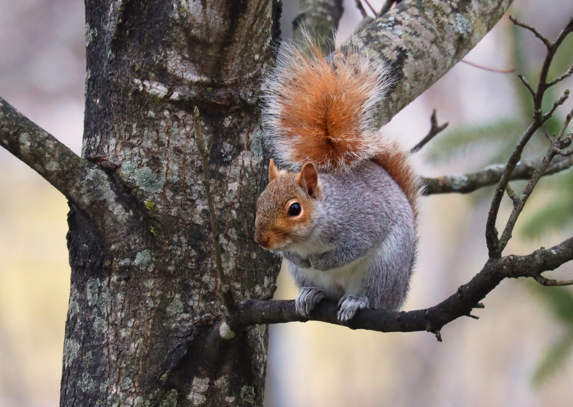 Eastern Gray Squirrel - Sciurus carolinensis I've never seen one with such a red tail.<br />
<br />
Habitat: Rural yard Eastern gray squirrel,Geotagged,Sciurus,Sciurus carolinensis,United States,Winter,squirrel
