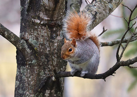 Eastern Gray Squirrel - Sciurus carolinensis I've never seen one with such a red tail.

Habitat: Rural yard Eastern gray squirrel,Geotagged,Sciurus,Sciurus carolinensis,United States,Winter,squirrel