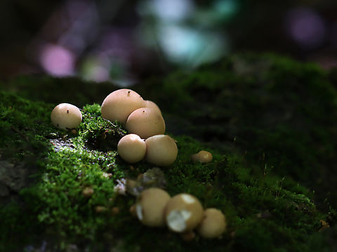 Pear-shaped Puffball - Apioperdon pyriforme Habitat: Rotting log; mixed forest Apioperdon,Apioperdon pyriforme,Fall,Geotagged,Pear-shaped Puffball,United States,puffball