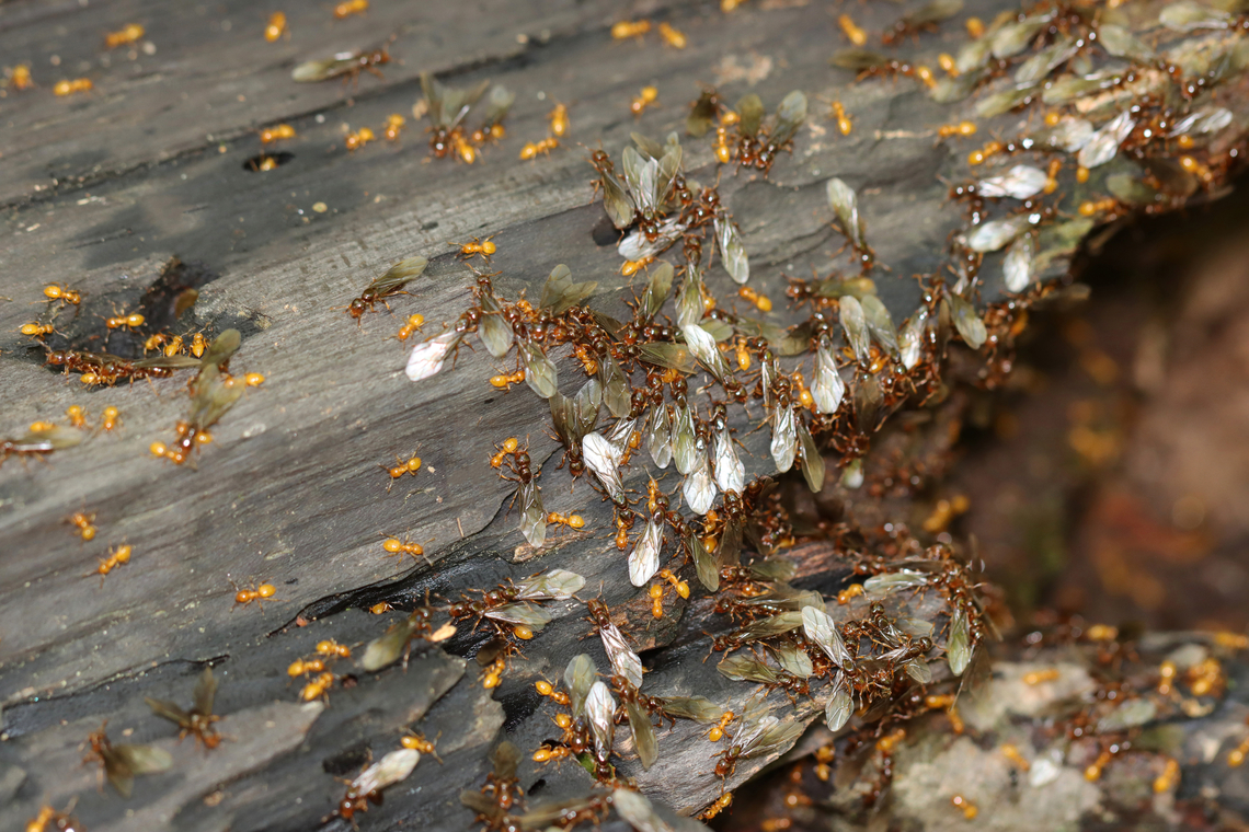 Smaller Yellow Ants They were clearly having some sort of party. <br />
<br />
<section class="video"><iframe width="448" height="252" src="https://player.vimeo.com/video/926913705?title=0&byline=0&portrait=0" frameborder="0"></iframe></section><br />
<br />
Habitat: Rotting wood; mixed forest Fall,Geotagged,Lasius,Lasius claviger,United States,ants,nuptial flight