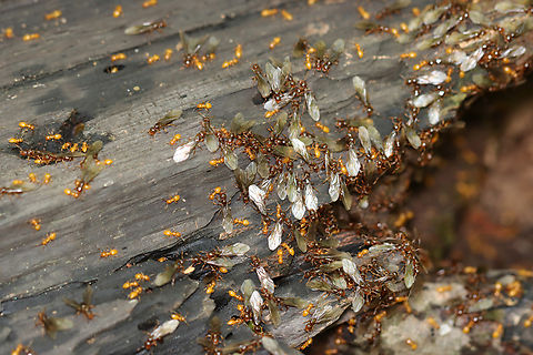 Smaller Yellow Ants They were clearly having some sort of party. 

https://vimeo.com/926913705

Habitat: Rotting wood; mixed forest Fall,Geotagged,Lasius,Lasius claviger,United States,ants,nuptial flight