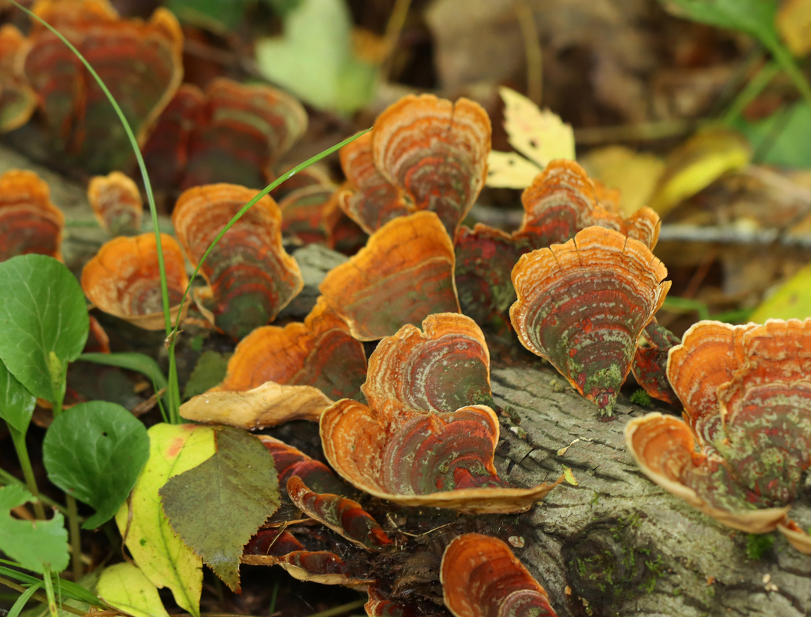 Stereum lobatum Habitat: Rotting wood; mixed forest Fall,Geotagged,Stereum,Stereum lobatum,United States,fungus,mushroom