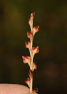 Beech Drops - Epifagus virginiana Habitat: Deciduous forest with beech trees nearby
https://www.jungledragon.com/image/158842/beech_drops_-_epifagus_virginiana.html Beech drops,Epifagus virginiana,Fall,Geotagged,United States