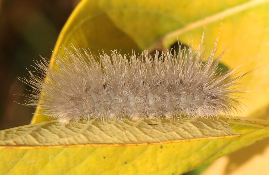 Delicate Cycnia - Cycnia tenera Habitat: Meadow/deciduous forest edge Cycnia,Cycnia tenera,Delicate Cycnia,Fall,Geotagged,United States,caterpillar,larva