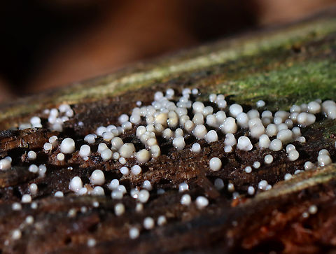 Helicogloea compressa Habitat: Decorticated wood; deciduous forest Fall,Geotagged,Helicogloea,Helicogloea compressa,United States,anamorph fungus,fungus