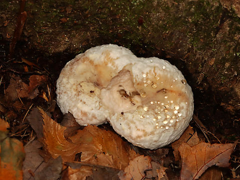 Aborted Entoloma - Entoloma abortivum Habitat: Growing at the base of a tree; deciduous forest Aborted entoloma,Entoloma,Entoloma abortivum,Fall,Geotagged,United States,fungus,mushroom