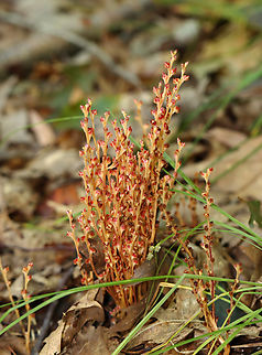 Beech Drops - Epifagus virginiana Habitat: Deciduous forest with beech trees nearby
https://www.jungledragon.com/image/158838/beech_drops_-_epifagus_virginiana.html Beech drops,Epifagus,Epifagus virginiana,Fall,Geotagged,Parasitic plant,United States