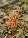 Beech Drops - Epifagus virginiana Habitat: Deciduous forest with beech trees nearby<br />
https://www.jungledragon.com/image/158838/beech_drops_-_epifagus_virginiana.html Beech drops,Epifagus,Epifagus virginiana,Fall,Geotagged,Parasitic plant,United States