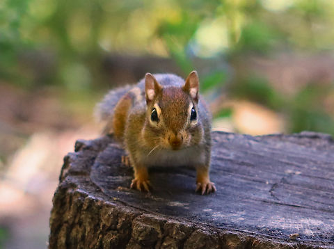 Eastern Chipmunk - Tamias striatus Little beggar.

Habitat: Deciduous forest edge Eastern chipmunk,Fall,Geotagged,Tamias striatus,United States,chipmunk,tamias