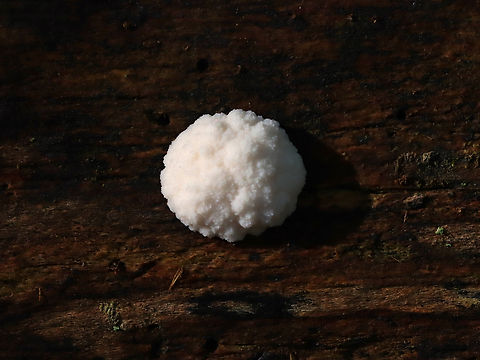 False Puffball - Reticularia lycoperdon Habitat: Decorticated wood; deciduous forest Fall,False Puffball,Geotagged,Reticularia,Reticularia lycoperdon,United States,slime mold