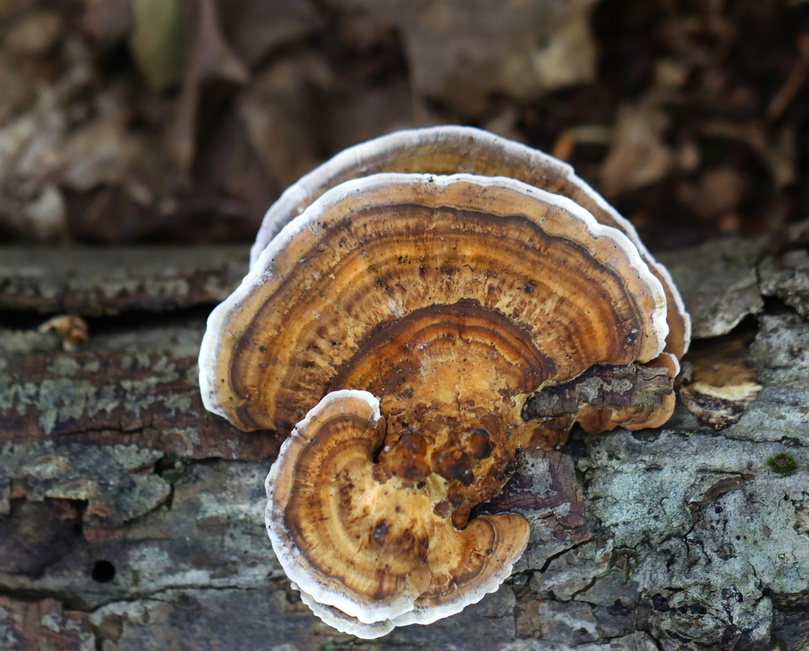 Thin walled maze polypore - Daedaleopsis confragosa Habitat: Growing on rotting wood; deciduous forest Daedaleopsis,Daedaleopsis confragosa,Fall,Geotagged,Thin walled maze polypore,United States,fungus,mushroom
