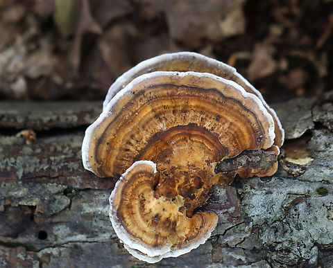 Thin walled maze polypore - Daedaleopsis confragosa Habitat: Growing on rotting wood; deciduous forest Daedaleopsis,Daedaleopsis confragosa,Fall,Geotagged,Thin walled maze polypore,United States,fungus,mushroom