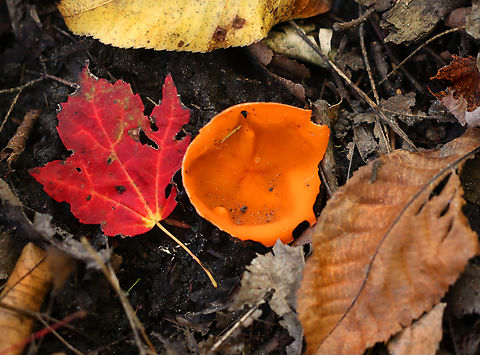 Orange Peel Fungus - Aleuria aurantia Habitat: Mixed forest
https://www.jungledragon.com/image/159021/orange_peel_fungus_-_aleuria_aurantia.html Aleuria,Aleuria aurantia,Fall,Geotagged,Orange peel fungus,United States,fungus